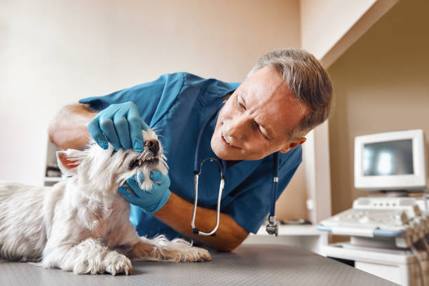 Best Emergency Root Canal Treatment in Maple Bluff, WI